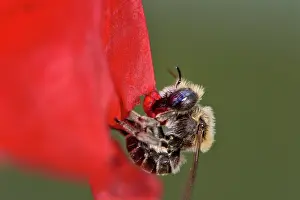 Papaveraceae Prints: Poppy bee (Osmia papaveris) cutting out piece of petal from Common poppy (Papaver rhoeas) used to line its nest