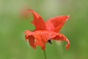 Papaveraceae Prints: Poppy bee (Osmia papaveris) cutting piece of petal from Common poppy (Papaver rhoeas) to be used as nesting material