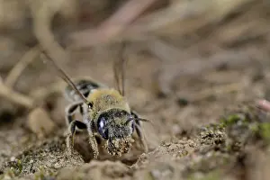 Skull Prints: Poppy bee (Osmia papaveris) digging nest in sandy soil using its mandible