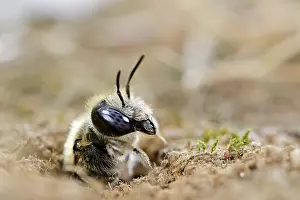 Papaveraceae Prints: Poppy bee (Osmia papaveris) emerging from nest lined with pieces of petals from Common poppy (Papaver rhoeas)