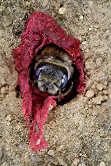 Papaveraceae Prints: Poppy bee (Osmia papaveris) emerging from nest lined with pieces of petals from Common poppy (Papaver rhoeas)