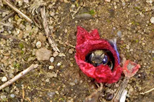 Papaveraceae Prints: Poppy bee (Osmia papaveris) emerging from nest lined with pieces of petals from Common poppy (Papaver rhoeas)