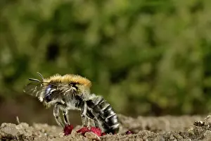 Papaveraceae Prints: Poppy bee (Osmia papaveris) emerging from nest lined with pieces of petals from Common poppy (Papaver rhoeas)