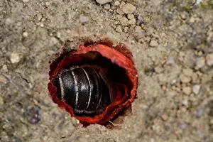 Papaveraceae Prints: Poppy bee (Osmia papaveris) entering nest lined with pieces of petals from Common poppy (Papaver rhoeas)