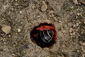 Papaveraceae Prints: Poppy bee (Osmia papaveris) entering nest lined with pieces of petals from Common poppy (Papaver rhoeas)