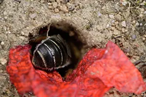 Papaveraceae Prints: Poppy bee (Osmia papaveris) entering nest lined with pieces of petals from Common poppy (Papaver rhoeas)