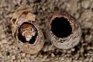 Pistils Prints: Poppy bee (Osmia papaveris) pupae shell in nest with remaining delicate inner linings