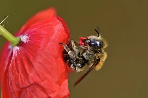 Hexapoda Collection: Poppy bee (Osmia papaveris) resting on Common poppy (Papaver rhoeas)