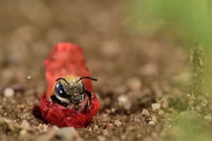 Images Dated 8th October 2020: Poppy bee (Osmia papaveris) resting on piece of Common poppy (Papaver rhoeas) petal