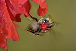 Papaveraceae Prints: Poppy bee (Osmia papaveris) taking off from Common poppy (Papaver rhoeas) with piece of petal used to line nest