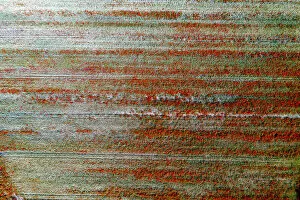 Poppy fields (Papaver rhoeas) field, aerial view, near Die en Diois, Drome department