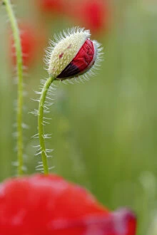 Images Dated 23rd May 2016: Poppy (Papaver rhoeas) flowers and bud. Sierra de Grazalema Natural Park, southern Spain, May