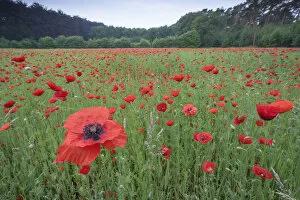 Castelein 100 Landscapes Collection: Poppy (Papaver rhoeas) De Inslag, Brasschaat, Belgium