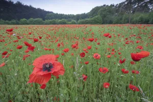 Bernard Castelein Gallery: Poppy (Papaver rhoeas) De Inslag, Brasschaat, Belgium