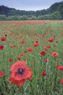 Castelein 100 Landscapes Collection: Poppy (Papaver rhoeas) De Inslag, Brasschaat, Belgium