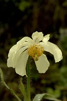 Poppywort (Meconopsis pseudointegrifolia). Yunnan Province, China