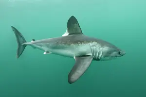 Bretagne Prints: Porbeagle shark (Lamna nasus) portrait, Brittany, France, Northeast Atlantic Ocean