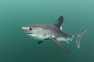 Bretagne Prints: Porbeagle shark (Lamna nasus) portrait, Brittany, France, Northeast Atlantic Ocean