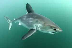 Bretagne Prints: Porbeagle shark (Lamna nasus) portrait, Brittany, France, Northeast Atlantic Ocean