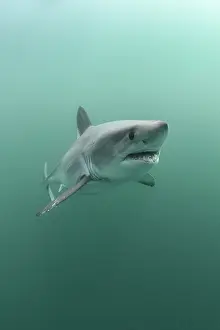 Bretagne Prints: Porbeagle shark (Lamna nasus) portrait, Brittany, France, Northeast Atlantic Ocean