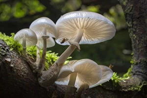 Fungus Gallery: Porcelain fungus (Oudemansiella mucida) growing on dead Beech tree (Fagus sylvatica)