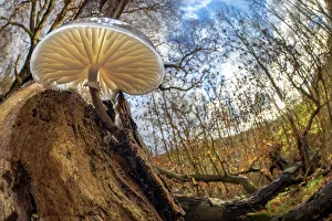 Derbyshire Prints: Porcelain fungus (Oudemansiella mucida) growing on fallen European beech (Fagus sylvatica)