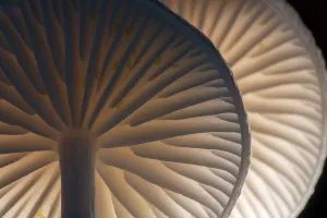 Shape Prints: Porcelain fungus (Oudemansiella mucida) showing gills underneath