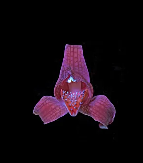 Images Dated 11th June 2019: Porcelain orchid (Chloraea magellanica) with osmophores on lip fluorescing in UV light