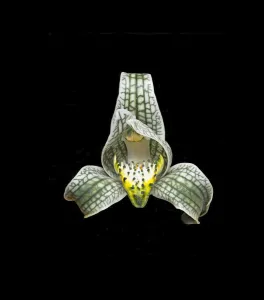 Images Dated 11th June 2019: Porcelain orchid (Chloraea magellanica) with osmophores on lip, in visible light. Chile