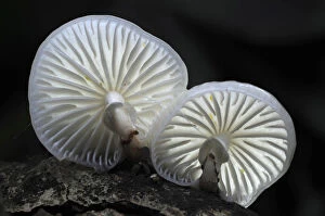 Fungus Gallery: Porcelain toadstools (Oudemansiella mucida) New Forest, Hampshire, UK, October