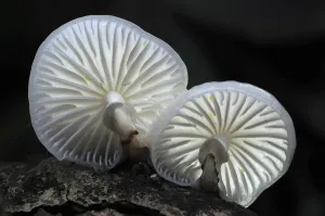 Autumn Prints: Porcelain toadstools (Oudemansiella mucida) New Forest, Hampshire, UK, October