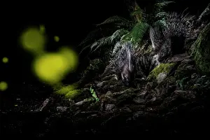 Rhinotia Prints: Two Porcupines (Hystrix cristata) walking along a path at night with Fireflies (Lampyridae) in flight