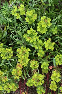 Euphorbia Prints: Portland spurge (Euphorbia portlandica) in flower, St Mary's, Isles of Scilly, UK. May