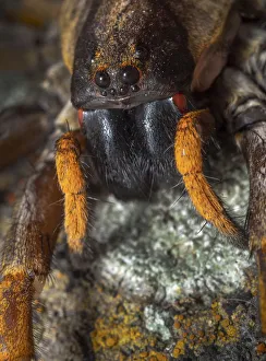 Images Dated 17th November 2019: Porto Santo wolfspider (Hogna schmitzi) Porto Santo island, Madeira Archipelago, Portugal