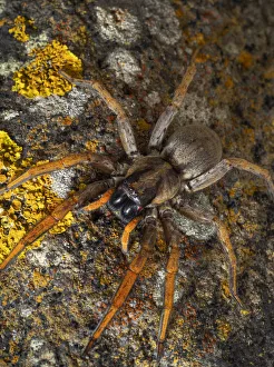 Porto Santo Wolfspider (Hogna schmitzi) Porto Santo island, Madeira Archipelago, Portugal