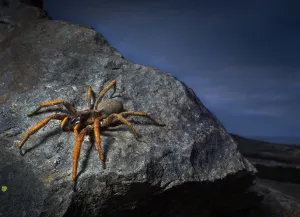 Porto Santo wolfspider (Hogna schmitzi) Porto Santo island, Madeira Archipelago, Portugal
