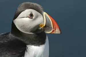 Images Dated 22nd July 2011: Portrait of adult Atlantic puffin (Fratercula arctica) in summer plumage, Isle of Lunga