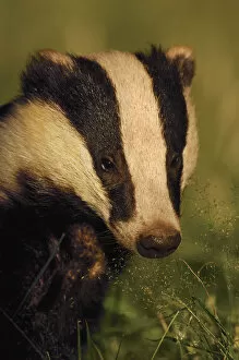 Images Dated 28th February 2012: Portrait of an adult Badger (Meles meles), Derbyshire, UK