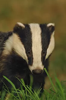 Images Dated 28th February 2012: Portrait of an adult Badger (Meles meles), Derbyshire, UK