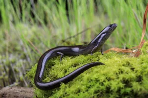 Portrait of an adult Three-toed Earless Skink (Hemiergis talbingoensis) Tallarook