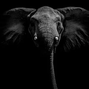 African Elephant Gallery: Portrait of an African elephant (Loxodonta africana) on Selinda Reserve, Botswana