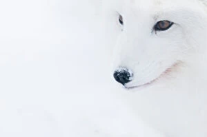 Images Dated 5th February 2013: Portrait of an Arctic fox (Vulpes lagopus), captive, Norway, February