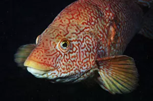 2020VISION 1 Collection: Portrait of Ballan wrasse (Labrus bergylta), St Abbs (St Abbs and Eyemouth Voluntary