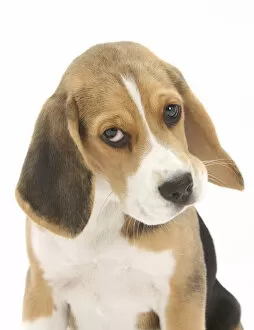 Portrait of a Beagle puppy