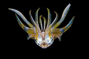 2019 October Highlights Gallery: Portrait of a Bigfin reef squid (Sepioteuthis lessoniana) in open water at night