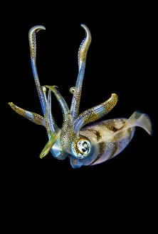 September 2021 Highlights Gallery: Portrait of a Bigfin reef squid (Sepioteuthis lessoniana) at night above a coral reef