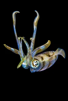Portrait of a Bigfin reef squid (Sepioteuthis lessoniana) at night above a coral reef