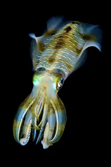 Portrait of Bigfin squid (Sepioteuthis lessoniana) hovering in open water above a