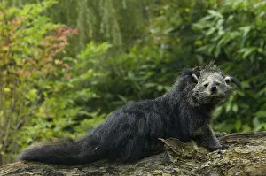 Portrait of Binturong / Asian Bearcat (Arctictis binturong) captive