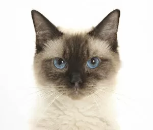Images Dated 24th September 2009: Portrait of a Birman-cross cat
